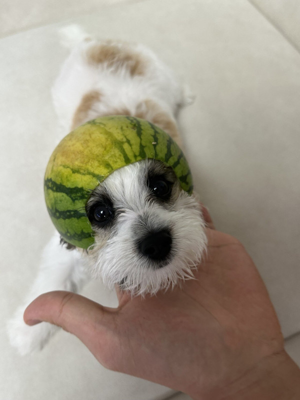수박모자쓴 내 댕댕이
