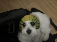 수박모자쓴 내 댕댕이