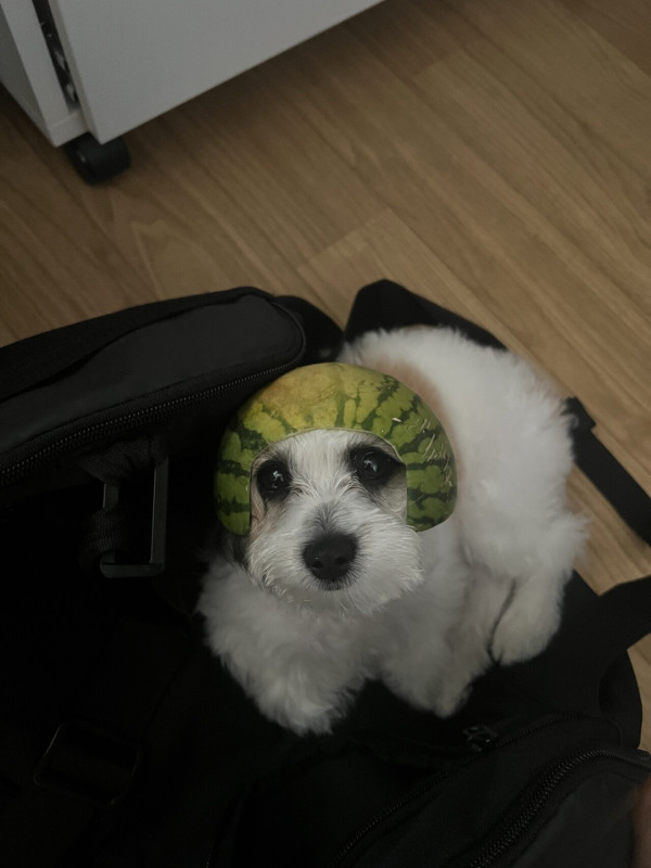 수박모자쓴 내 댕댕이