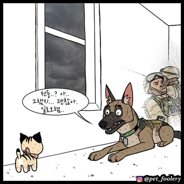 은퇴한 군견과 새끼고양이