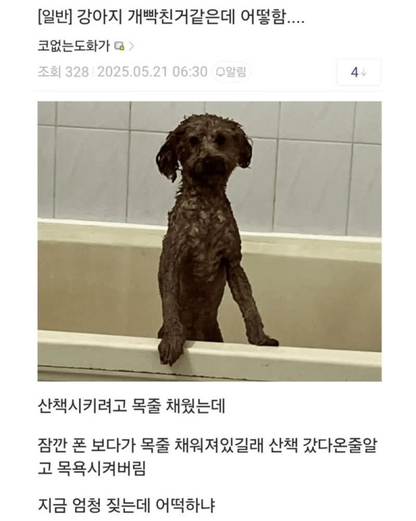강아지를 개빡치게 만든 adhd 갤러