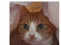 주인한테 버려지는줄 알았던 고양이
