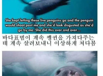 사람을 동족으로 착각한 바다표범이 한 행동.