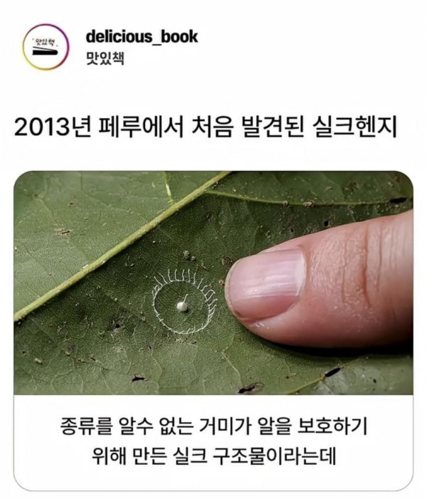 거미가 만드는 신기한 구조물