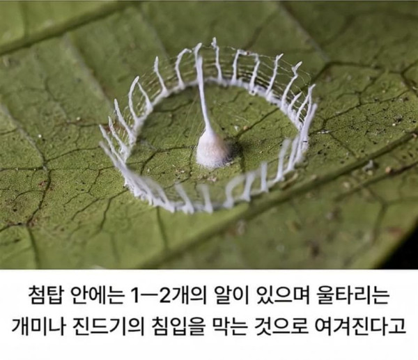 거미가 만드는 신기한 구조물