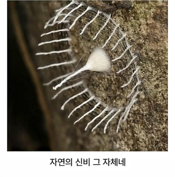 거미가 만드는 신기한 구조물