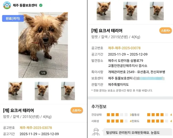 6년 전 잃어버린 반려견이 돌아왔다