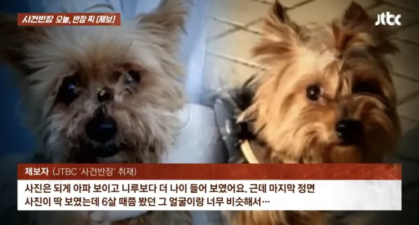 6년 전 잃어버린 반려견이 돌아왔다