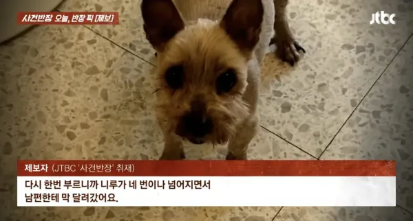6년 전 잃어버린 반려견이 돌아왔다