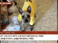 6년 전 잃어버린 반려견이 돌아왔다