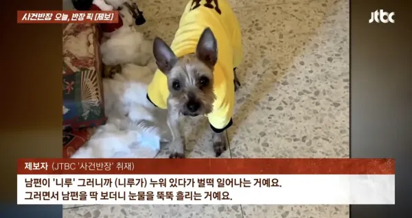 6년 전 잃어버린 반려견이 돌아왔다