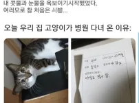 우리집 고양이가 많이 아프다는 초보 집사