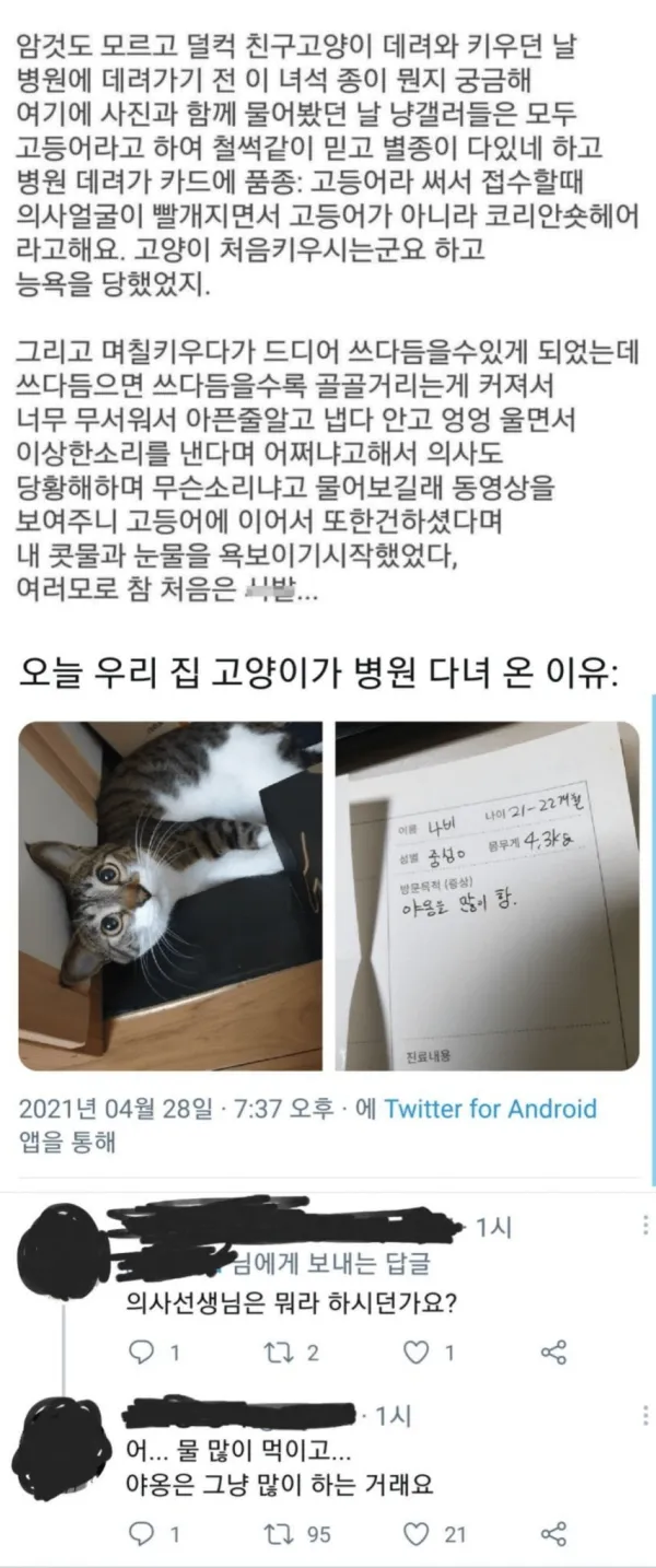 우리집 고양이가 많이 아프다는 초보 집사