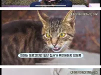 전화하는 동안 고양이가 왜용하는 이유