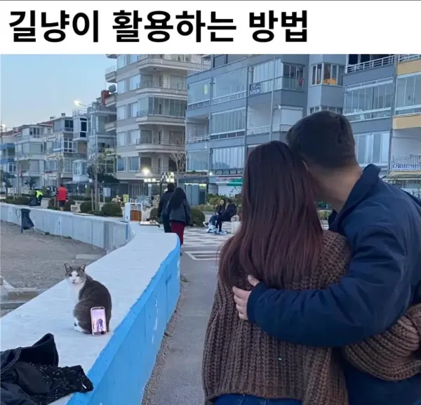 길냥이 활용법