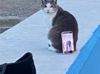 길냥이 활용법