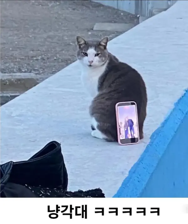 길냥이 활용법