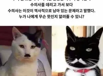고양이 두마리가 매일 싸우는 이유