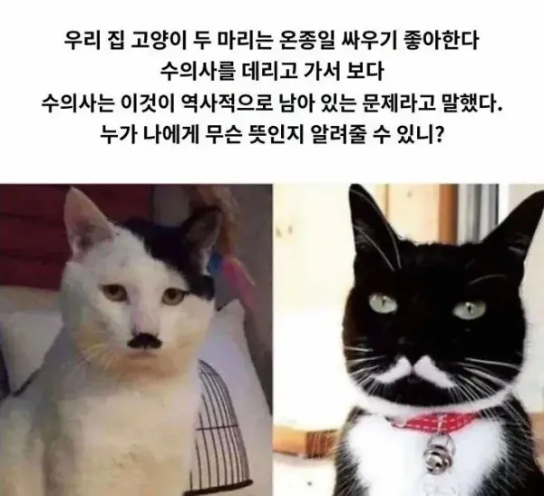 고양이 두마리가 매일 싸우는 이유