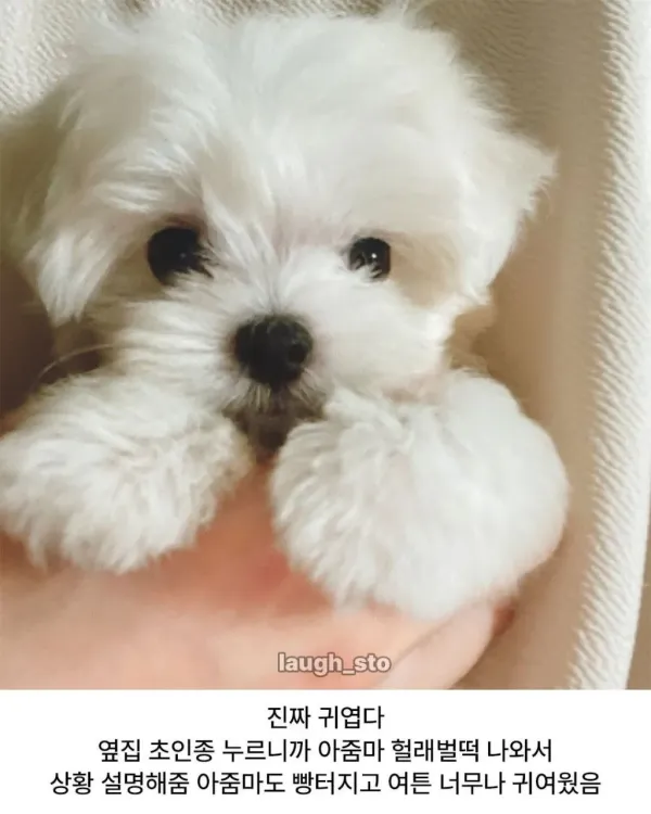 옆집 새끼강아지 베란다로 넘어옴