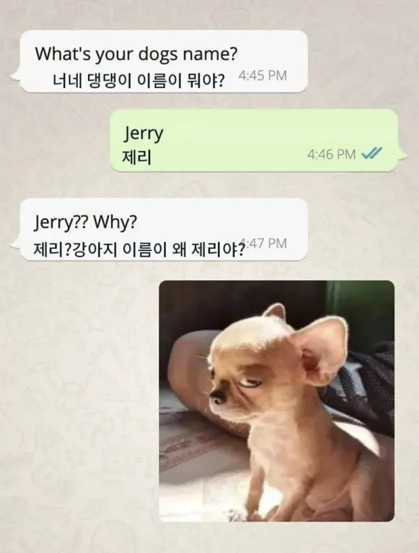 강아지 이름이 왜 제리야?