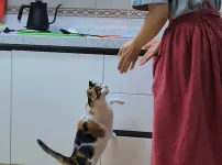 고양이 키우는 집에서 참치 김치찌개 만들면 생기는일