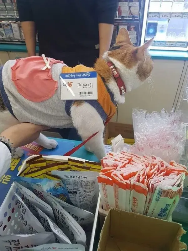 편의점에서 편순이 배 만졌다 ㄷㄷㄷ