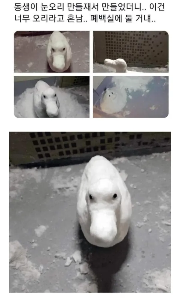 너무 오리같은 눈오리