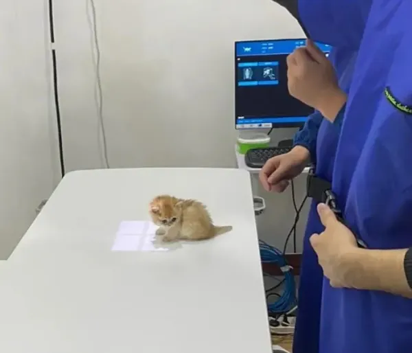 아기동물들의 영상검진짤