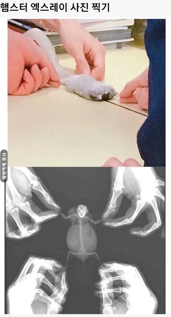 아기동물들의 영상검진짤