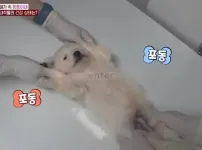 아기동물들의 영상검진짤