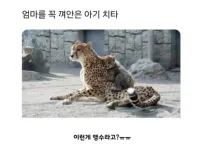 엄마를 꼭 껴안은 아기 치타