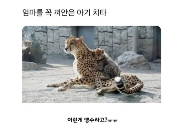 엄마를 꼭 껴안은 아기 치타