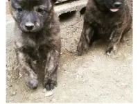 진돗개 품종별 새끼 모습
