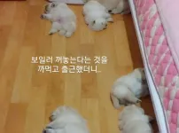 보일러 끈다는걸 까먹고 출근했더니