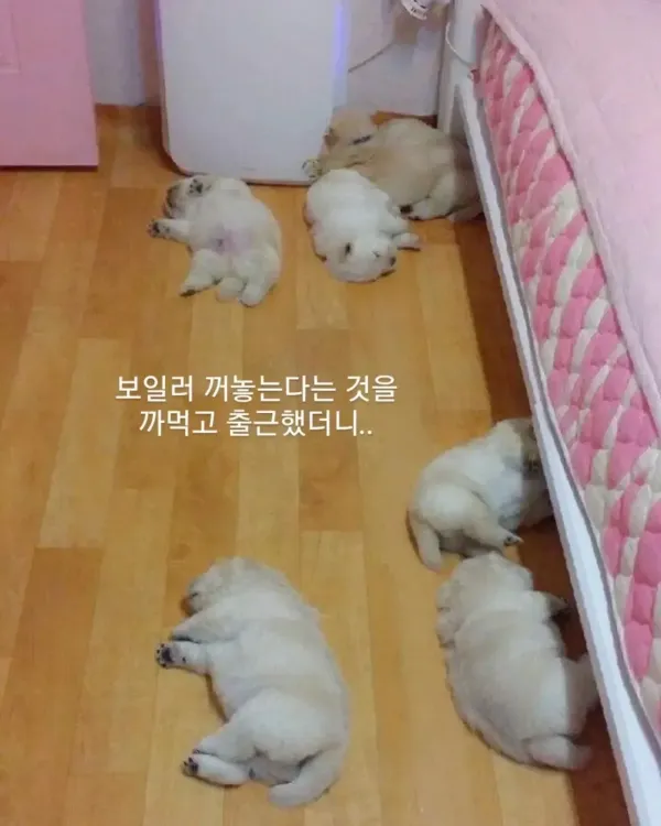 보일러 끈다는걸 까먹고 출근했더니