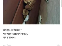 디씨 버섯 갤러리 근황