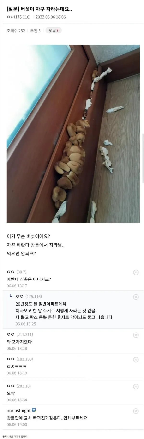 디씨 버섯 갤러리 근황