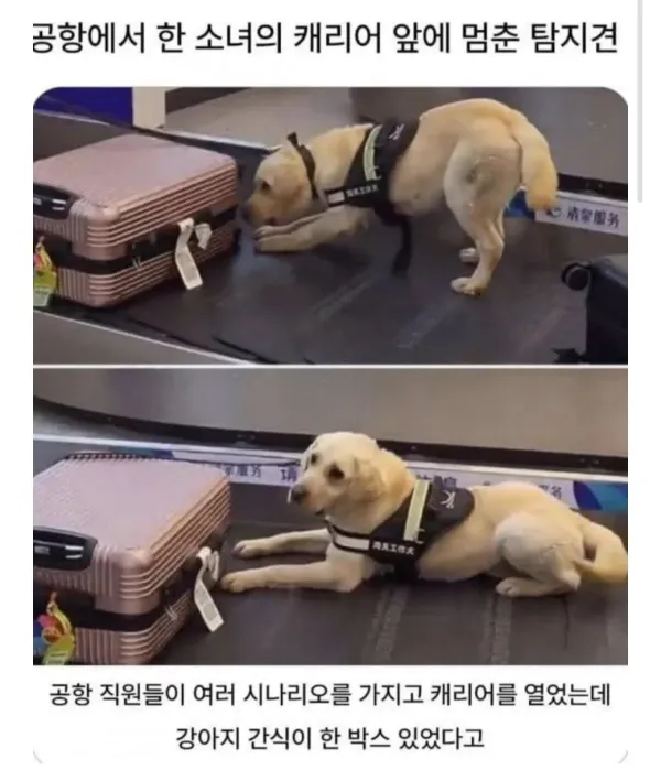 공항에서 한 소녀의 캐리어 앞에 멈춘 탐지견