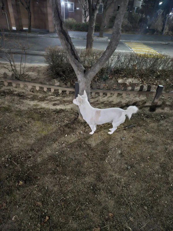 집 나온 강아지, 주인 찾아줬다