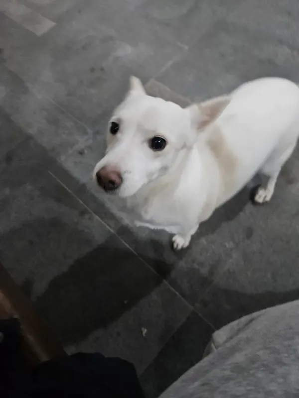 집 나온 강아지, 주인 찾아줬다