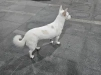 집 나온 강아지, 주인 찾아줬다