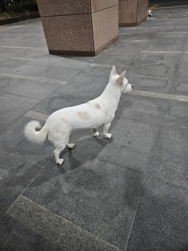 집 나온 강아지, 주인 찾아줬다