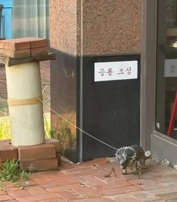 공룡 조심