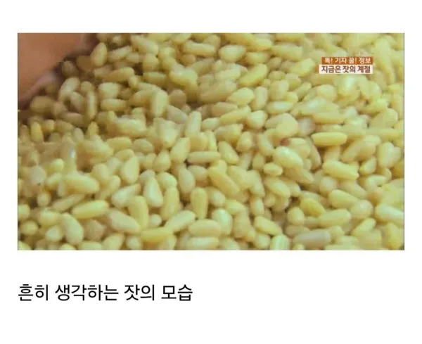 의외로 잘 모르는 잣 본래 모습