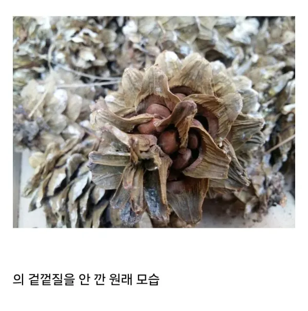 의외로 잘 모르는 잣 본래 모습