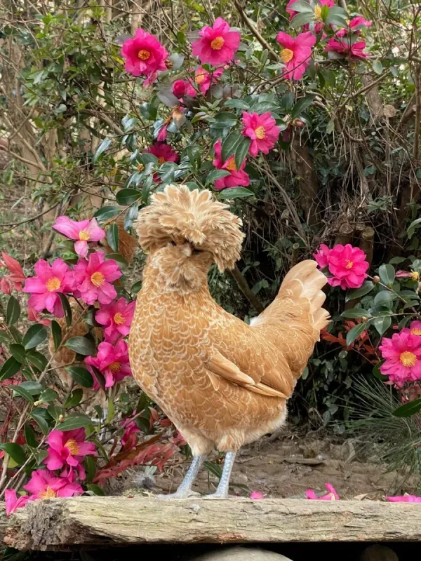 폴란드 닭