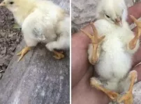 님들 다리가 네개인 병아리 본 적 있음?