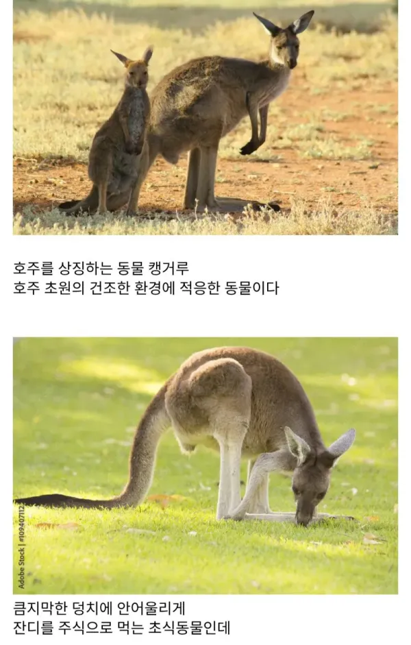 호주산 두바이 쫀득쿠키 [레벨:28]코쵸우시노부