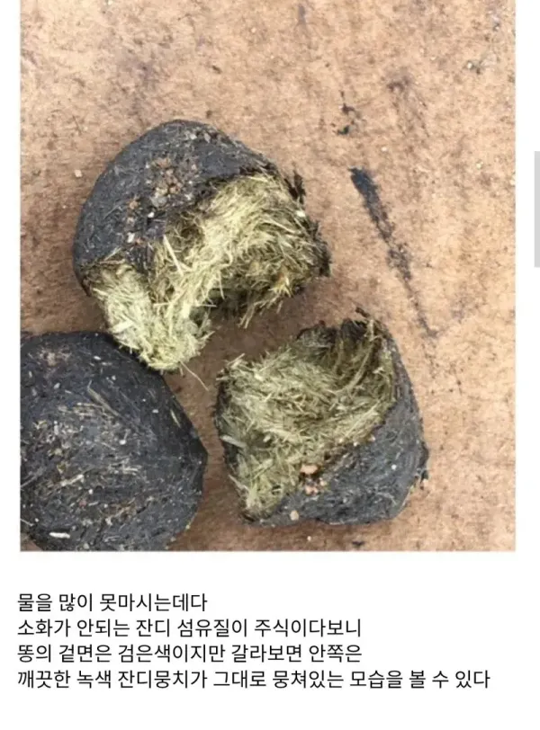 호주산 두바이 쫀득쿠키 [레벨:28]코쵸우시노부